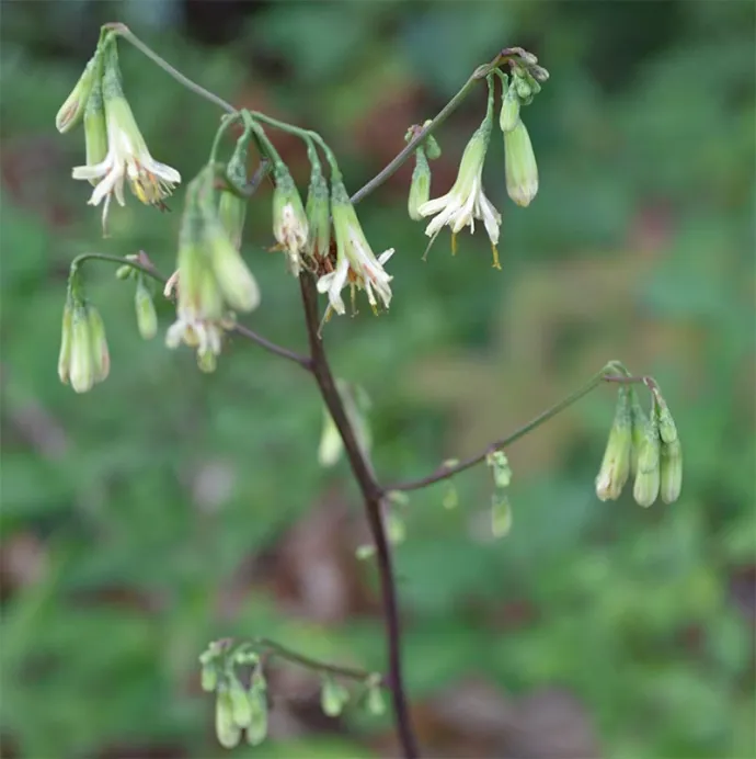 rare_plants_4.jpg