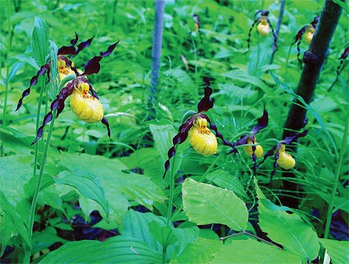 rare_plants_5.jpg