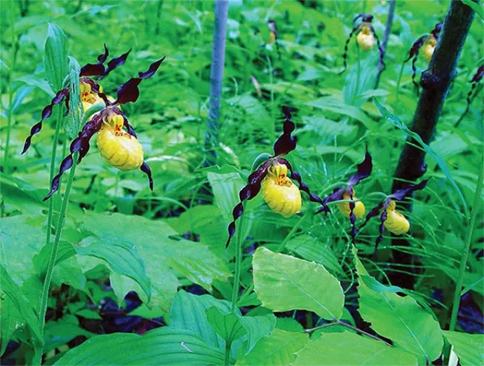 rare_plants_5.jpg