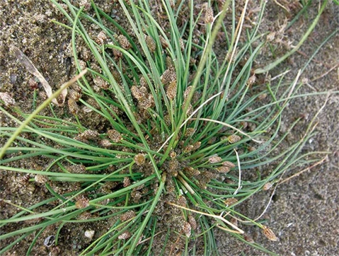 rare_plants_6.jpg