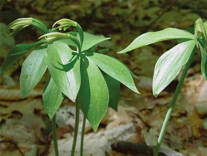 rare_plants_7.jpg