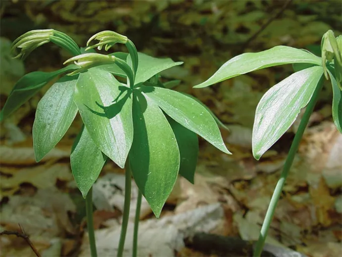 rare_plants_7.jpg