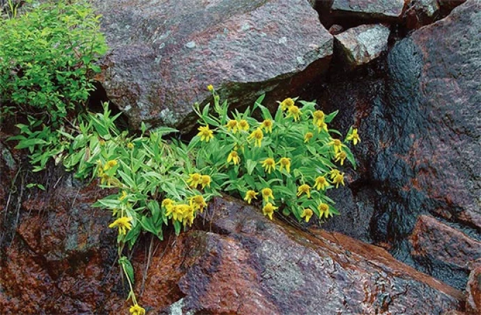 rare_plants_8.jpg