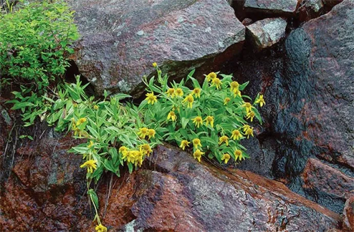rare_plants_8.jpg