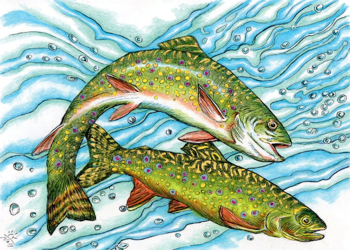 Fish
