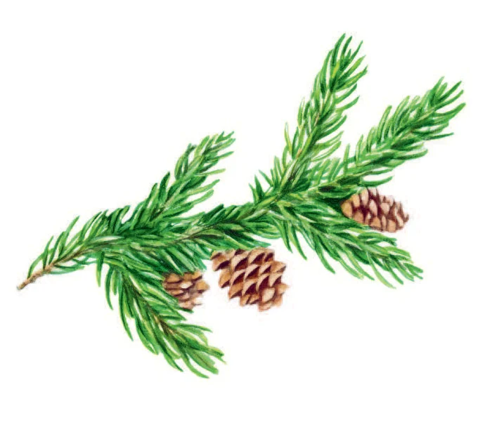 Red spruce