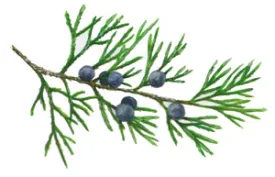 redcedar.jpg thumbnail