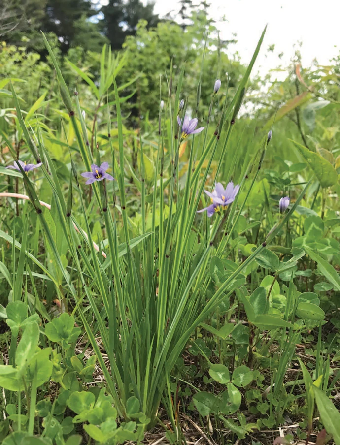 Robust clump