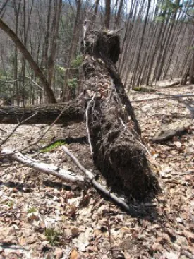 root_pancake.jpg thumbnail