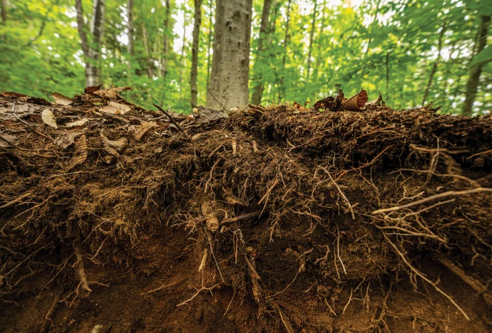 Roots