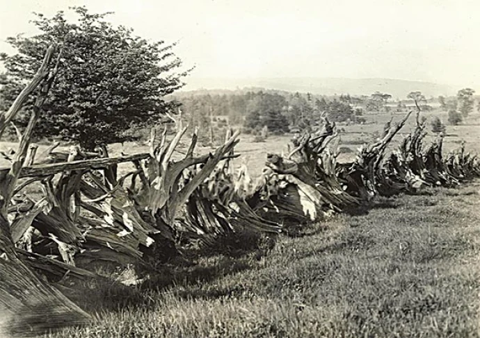 roots_knots_spr10.jpg