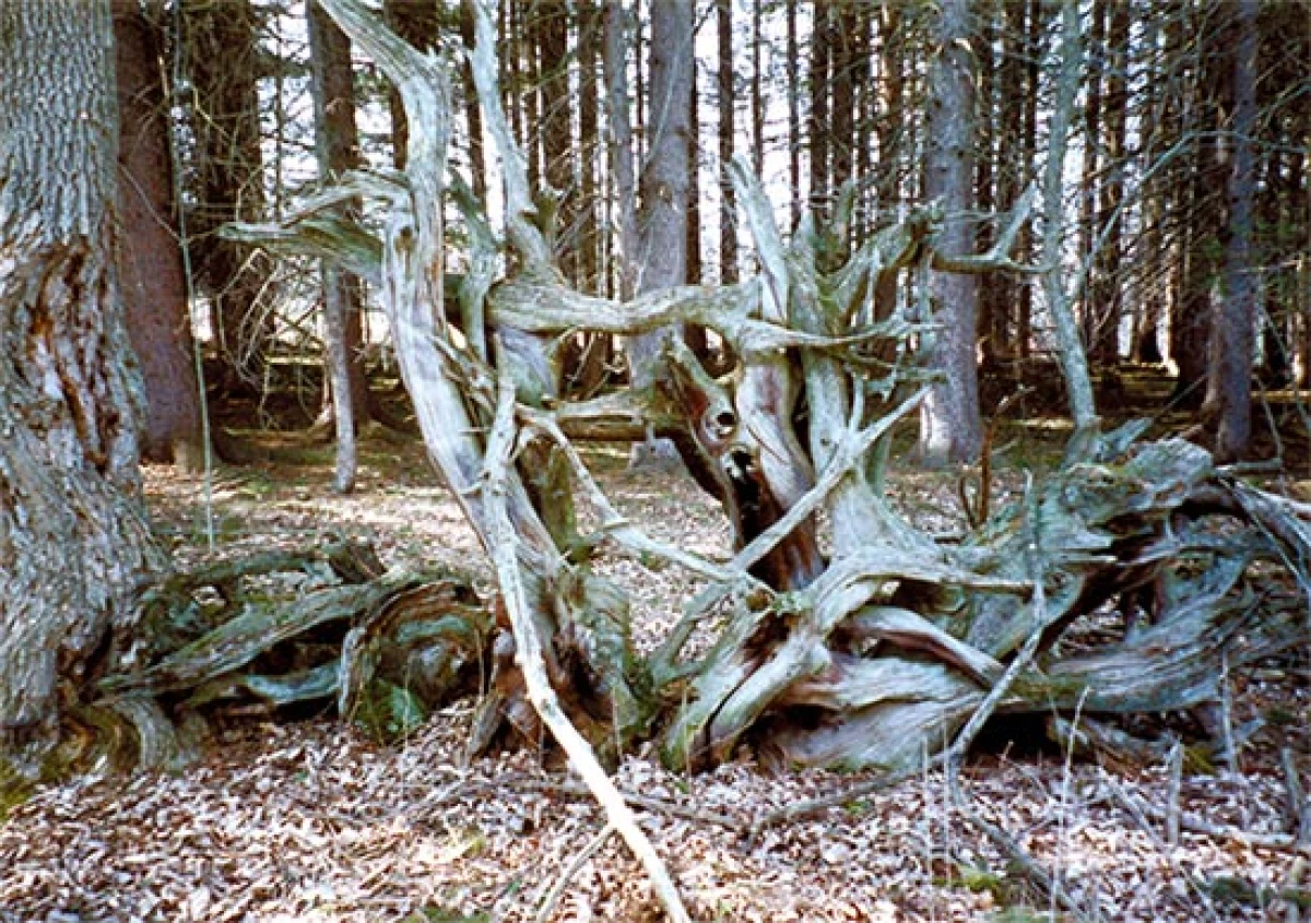 roots_knots_spr10_2.jpg