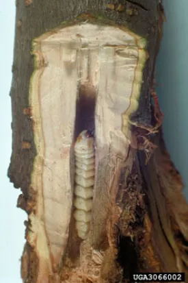rounded_appletree_borer.jpg thumbnail