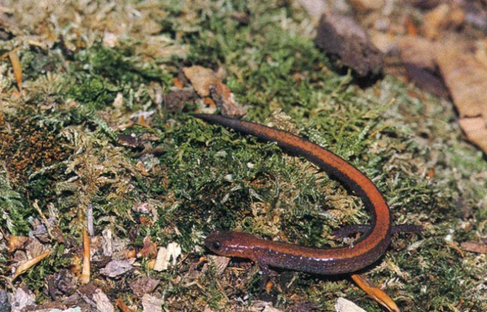 salamander.jpg