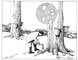 sap_collecting_web.jpg thumbnail