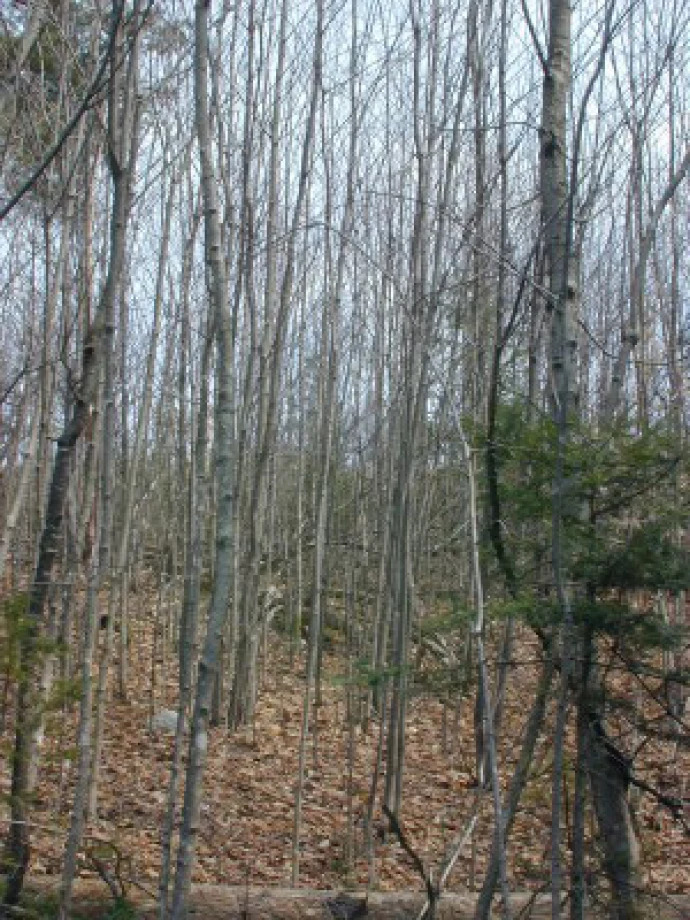 saplings2.JPG