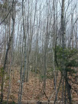 saplings2.JPG thumbnail