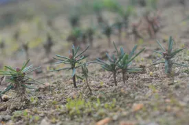 seed0_2.jpg thumbnail