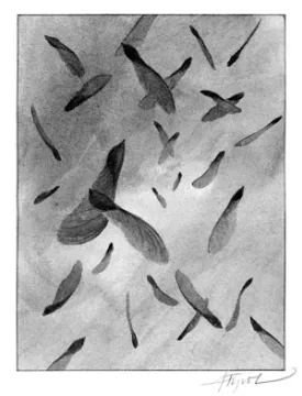 seeds.jpg thumbnail