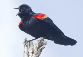 sex.jpg thumbnail