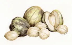 Shagbark hickory nuts thumbnail