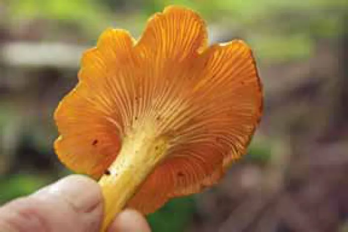 shroom2_4.jpg