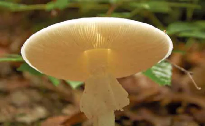 shroom3_3.jpg