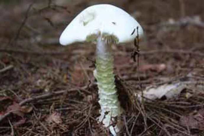 shroom4_3.jpg