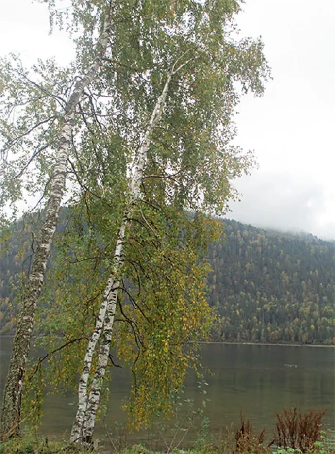 siberia_4.jpg