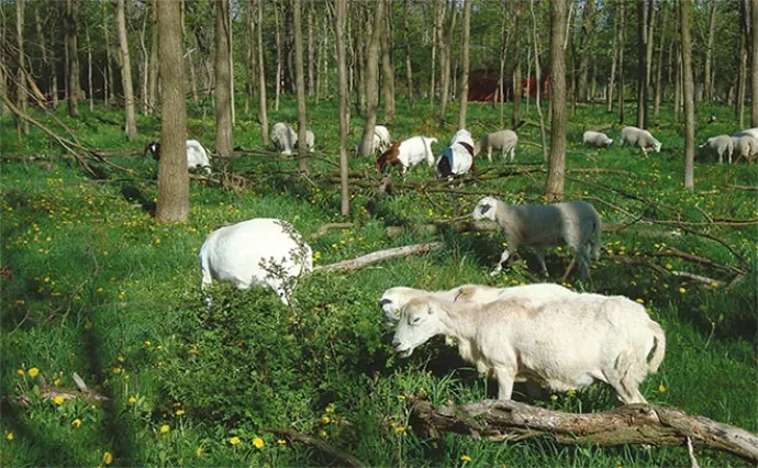 silvopastures_8.jpg