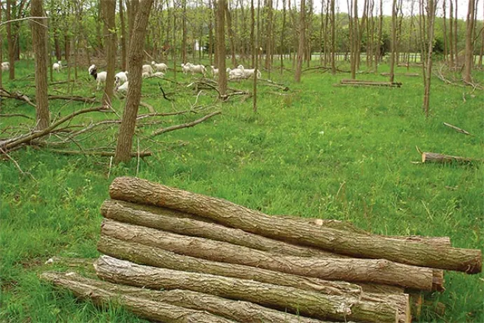 silvopastures_9.jpg