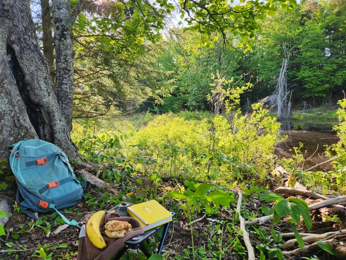 sit-spot-summer.jpg