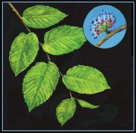 slippery_elm.jpg thumbnail