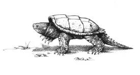 snapping_turtle.jpg thumbnail