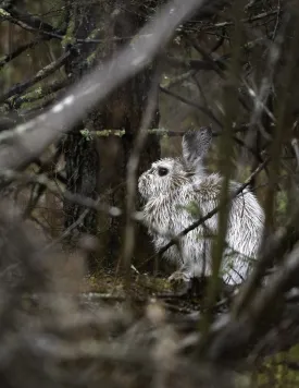 Snowshoe hare thumbnail