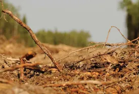 soil2.jpg thumbnail