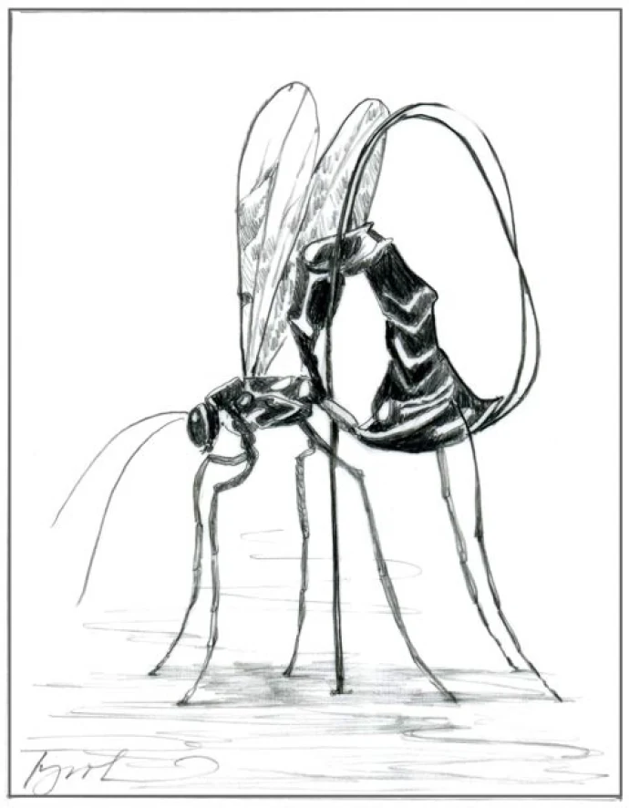 solitary_wasp2.JPG
