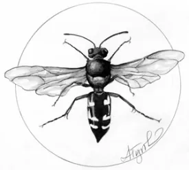 solitary_wasp_cropped.jpg thumbnail
