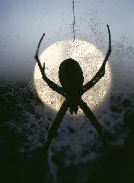 spider.jpg thumbnail