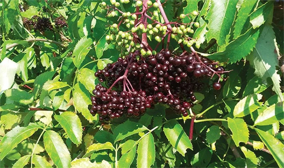 spr_herbs12.jpg