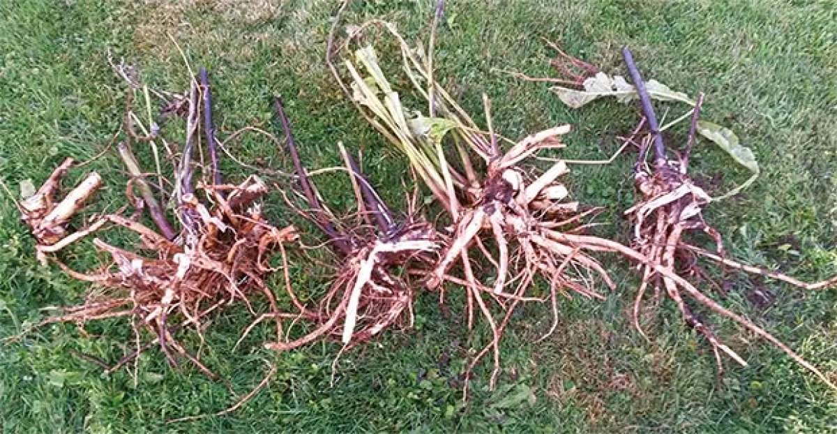 spr_herbs13.jpg