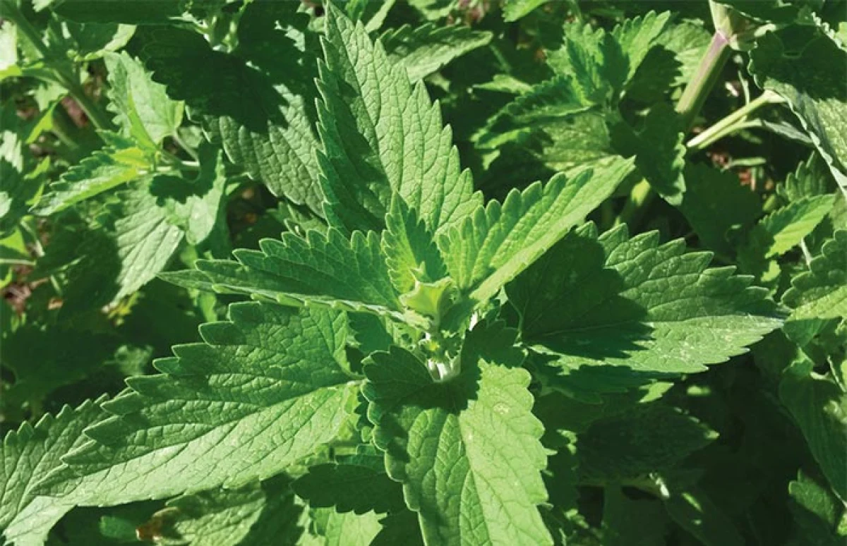 spr_herbs3.jpg