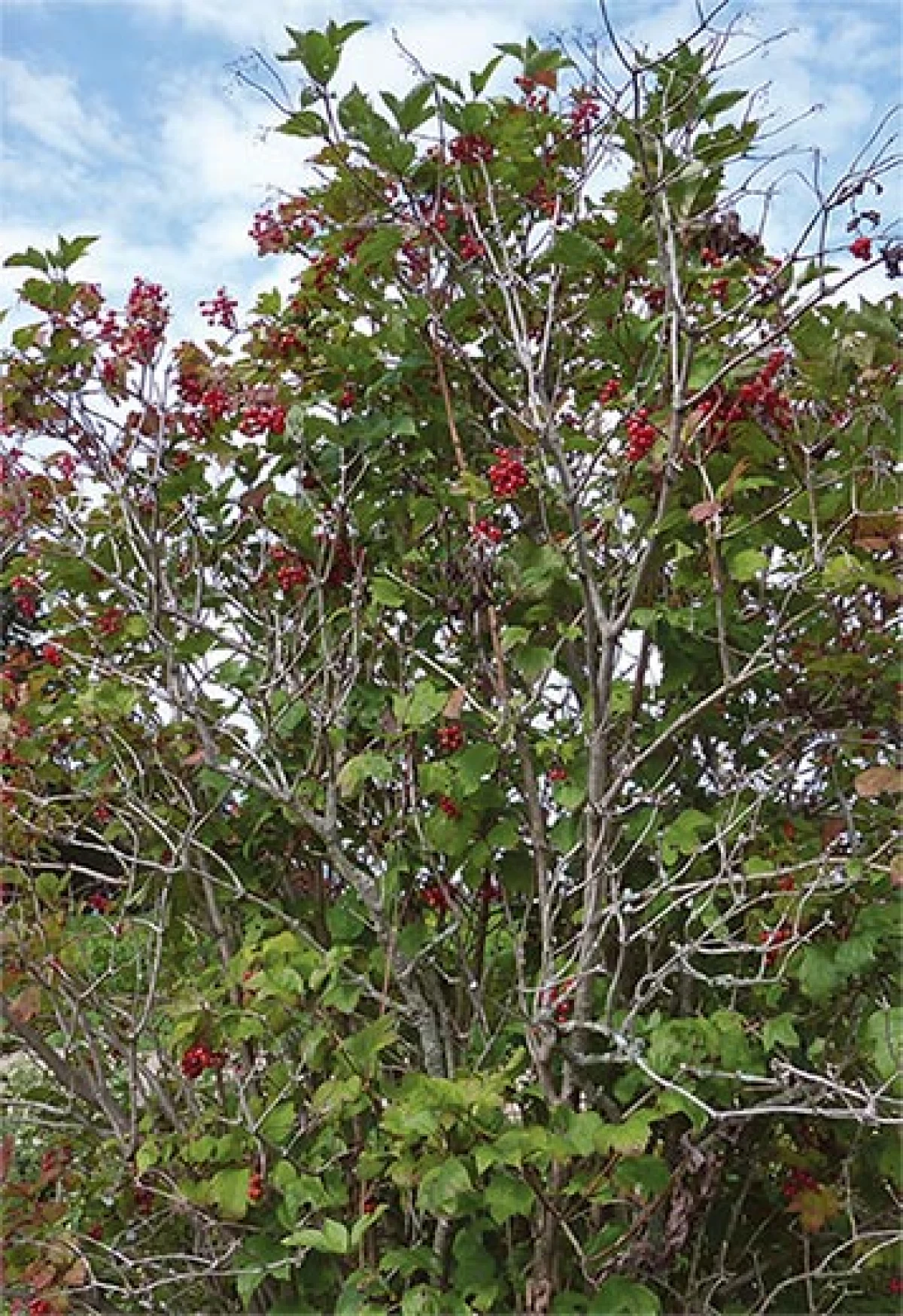 spr_herbs5.jpg