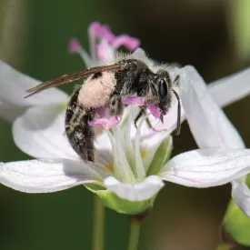Mining bee thumbnail
