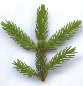 spruce1.jpg thumbnail