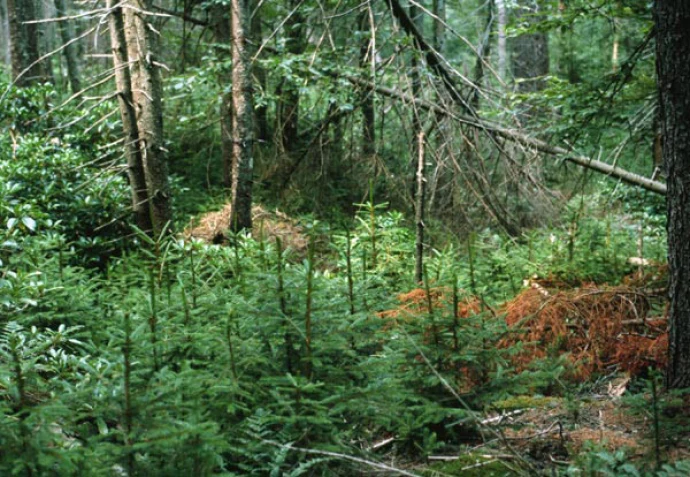 spruce_web.jpg