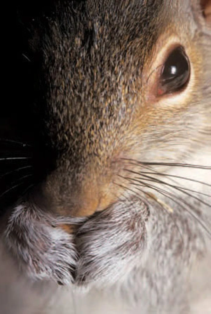 squirrel_Page_1_Image_0001.jpg
