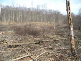 sticks.jpg thumbnail