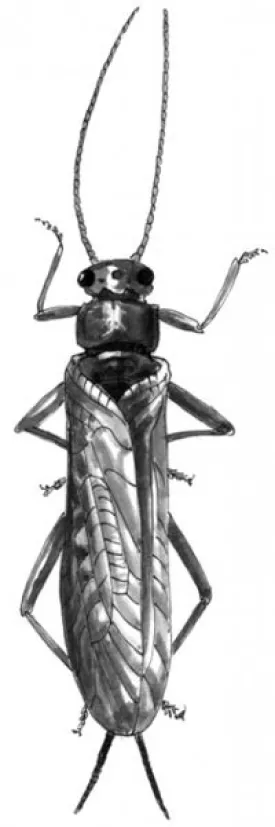 stonefly_web.jpg thumbnail