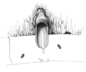 sugaring_bugs.jpg thumbnail